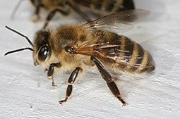 Les abeilles arrivent au lycée Colomb